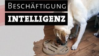 HUND TESTET INTELLIGENZSPIELZEUG  Hundespielzeug selber machen  beschäftigen Beschäftigung [upl. by Anitel]