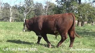 Lenth Herefords Bull 352M Bandit [upl. by Etep]