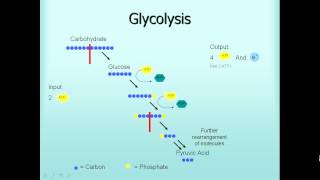 Microbiology Glycolysis Fermentation Respiration [upl. by Alemat]