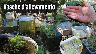 TOUR delle VASCHE DALLEVAMENTO come allevo allaperto [upl. by Adarbil]