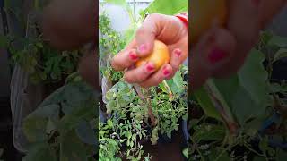 terrace garden low aaku kuralu like share subscribe [upl. by Barraza]