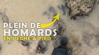 Je pêche des homards pendant les grandes marées en Bretagne  Pêche à pied  Homard  Araignée [upl. by Lanza]