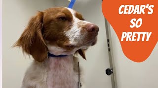 Cedar the Brittany Spaniel Brittany Dog Grooming [upl. by Sirroned]