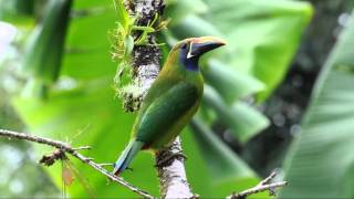 Aulacorhynchus prasinus Emerald Toucanet [upl. by Mcclish]