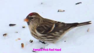 Common Redpoll Songbirds [upl. by Terb]