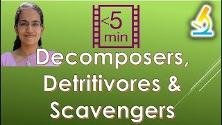 Differentiating Decomposers Detritivores amp Scavengers Ecosystem [upl. by Obie847]