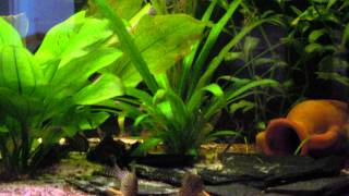 Corydoras Sterbai  Paarung und Eiablage [upl. by Ingvar]