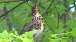 rastas räkättirastas laulaa  Turdus pilaris [upl. by Washko]