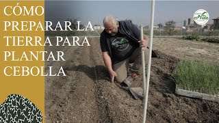 Cómo PLANTAR CEBOLLAS PREPARACIÓN de la tierra [upl. by Terrilyn437]