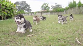 Cachorros Husky Siberiano [upl. by Xeno]