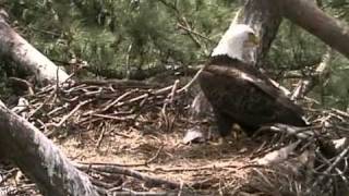 Norfolk Botanical Garden Eagle Cam  Dad in the empty nest [upl. by Eizdnil240]