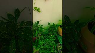 Croton plant 💛Terrence garden overview part 416garden youtube shortsfeed [upl. by Ahseik]