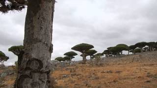 Day 8 Socotra  Dragon Blood Tree red resin [upl. by Sublett]