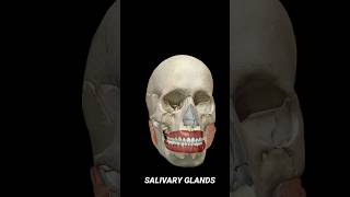 SALIVARY GLANDS 3D ANIMATION SCIENCE HEALTH [upl. by Ednargel]