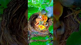 mother bird feeding babies birdlife [upl. by Eive732]