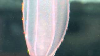 Fascinating ctenophores [upl. by Nodnnarb]