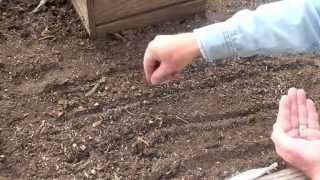 Gardening Basics  How to Sow Seeds [upl. by Maximilianus343]