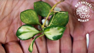 The BEST Method to Propagate Hoya Cuttings [upl. by Nraa455]