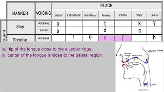 Fricatives ʃ and ʒ [upl. by Hiram]