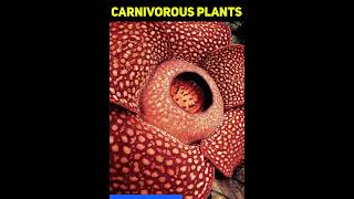 What are carnivorous plants 🌱 bladderwort  carnivorous plants eating  carnivorous plants names [upl. by Niccolo559]