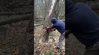 Chainsaw cutting the woods chainsaws hardwaretools viralvideo foryou [upl. by Auqenehs]