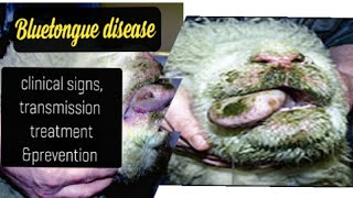 Bluetongue disease in cattle  clinical signs transmission treatment amp prevention [upl. by Dorelia921]