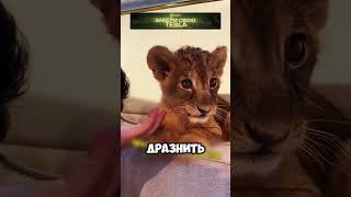 Ретривер воспитала львенка 🦁🐕 животные милыеживотные [upl. by Ahseen]