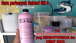 cara perbanyak probiotik EM 4 untuk Budidaya ikan Lele [upl. by Arved]