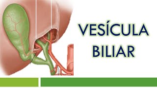 HISTOLOGÍA de la VESÍCULA BILIAR [upl. by Tinaret614]