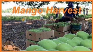 Carabao Mango Farm Harvesting Philippines [upl. by Nosmoht922]