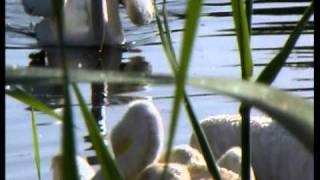 Pelecanus onocrotalus  Great White Pelican  Розов пеликан [upl. by Pitzer726]