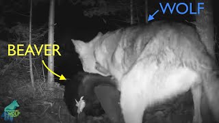 Super rare footage of a wolf attacking and killing a beaver [upl. by Yllen]