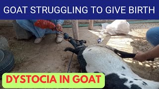 goat struggling to give birth Large baby  dystocia in goat kashifkonain goatfarming [upl. by Baten451]