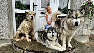 Dogs Say Goodbye To Adorable Little Girl Cutest Ever [upl. by Gnoc]