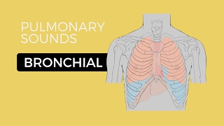 02  Lung Sounds  Bronchial breath sounds [upl. by Eatnahc]