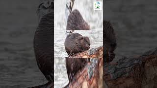 👀🦫Beaver Chewing A Log shorts wildlife nature naturesounds beavers animals wild outdoors [upl. by Alcock]