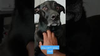 Dog wont let dad stop the scratches dogs puppies cuddles pets puppyspot [upl. by Swan735]