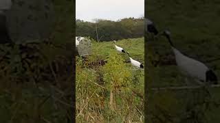 a redcrowned crane family hokkaido japan [upl. by Patrica]