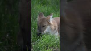 Dhole at Howletts dhole howletts aspinall animals wildlife zoo daysout [upl. by Dennet]