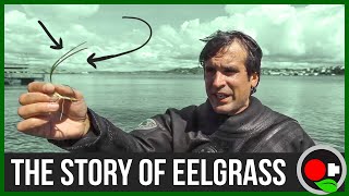 The Story of Eelgrass amp Eutrophication [upl. by Vokaay]