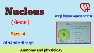 Nucleus  केन्द्रक   Function  anatomy and physiology [upl. by Anonyw]