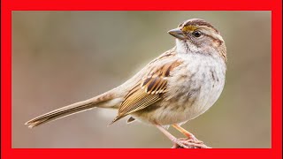 White Throated Sparrow Song  White Throated Sparrow Call  Chirp Sound  Zonotrichia Albicollis [upl. by Edana]