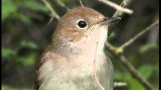 Rossignol philoméle  Common Nightingale Nachtigall Luscinia megarhynchos [upl. by Annorah272]