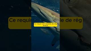 CE REQUIN PEUT RÉGÉNÉRER ses nageoires  shorts animaux documentaire [upl. by Ahsik520]