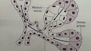 EMBRYOLOGY AND DEVELOPMENT OF SALIVARY GLANDS [upl. by Anelec413]