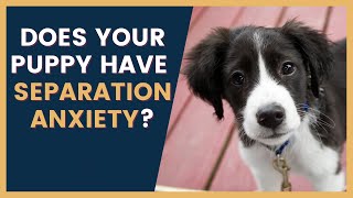 Puppy Separation Anxiety How to Tell If Your Dog Has It [upl. by Norrek]