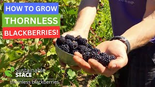 How to Grow Thornless Blackberries [upl. by Aniahs128]