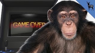 Chimps Beat Humans at Video Games [upl. by Rodavlas]