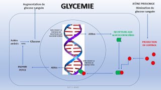 Cortisol et glycémie  épreuve de spécialité SVT session 2022 [upl. by Nilahs]