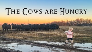 Two Year Old Feeds Cows [upl. by Eislel19]